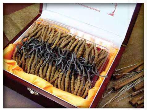 石门冬虫夏草回收